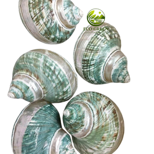 Concha Marina Natural Grande Pulida con Acabado Perlado para Decoración de Bodas, Acuarios y Accesorios para el Hogar - Product Image 6