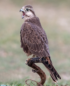 Información sobre la Cría de Halcónes Laggar, Centros Autorizados de Cetrería, Organizaciones de Conservación, Especialistas en Aves, Investigación sobre Fauna Silvestre, NMF - Product Image 3