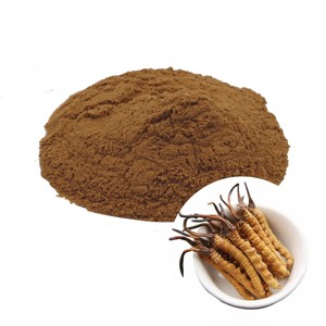 Extrait de Cordyceps Militaris Sélectionné 10:1 en Poudre – Qualité Supérieure pour l'Énergie Naturelle et la Vitalité - Product Image 5