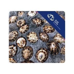 [VENTA EXITOSA] |   Conchas de Limpet para Colecciones Decorativas, Manualidades y Desarrollo de Arte con Conchas, Vietnam - Product Image 1