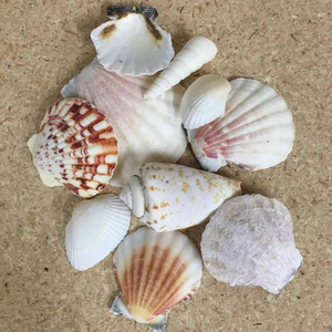 CONJUNTO DE CONCHAS MARINAS MIXTAS Y ESTRELLAS DE MAR NATURALES PARA DECORACIONES DE FIESTAS CON TEMATICA DE PLAYA - Product Image 6