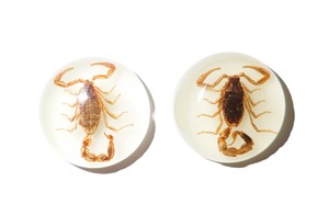 Scorpion doré, spécimen réel, cabochon en plastique rond 25x25 mm, fond plat, pour artisanat et fabrication de bijoux - Product Image 2