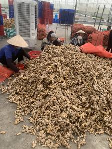 JENGIBRE SECO DE VIETNAM, ENTERO, DESHUECADO Y REBROZADO, 100% NATURAL, RAÍZ DE JENGIBRE, ESPECIAS PICANTE PARA COCINAR Y TÉ, ALTA CALIDAD - Product Image 2