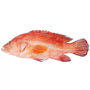 Produits de la mer surgelés IQF de qualité supérieure, très demandés, en gros : Grouper rouge et saumon à faible teneur en matières grasses, naturels, propres et délicieux - Product Image 6