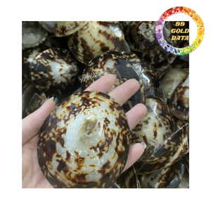 Conchas de limpias para decoración, manualidades y uso en acuarios, conchas marinas naturales secas, proveedor de Vietnam - Product Image 5