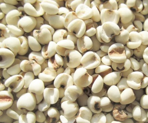 Semillas de Coix Naturales Tradicionales de Vietnam de Alto Estándar, Suministro a Granel de Calidad Premium - Product Image 3