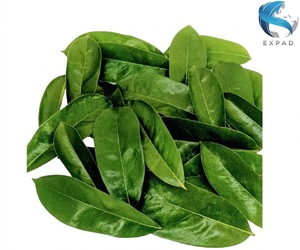 Natural Premium 100% Pure Soursop Leaf Herbal <b>Tea</b> Slimming Benefits Dried Graviola From Vietnam 25 <b>Tea</b> Bags/<b>Box</b> - Product Image 3