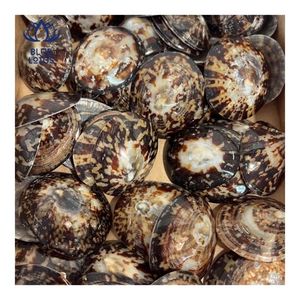 Concha de Limpet de Alta Demanda, Adecuada para Protección de la Piel y Uso Personal, Superficie Pulida Suave para un Contacto Delicado - Product Image 1