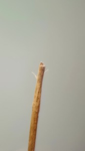 Bâtonnet à mâcher Miswak Premium Healthroots, brosse à dents à base de plantes, blanchiment naturel, haleine fraîche, écologique, éliminateur de plaque dentaire - Product Image 5
