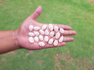 พลอยธรรมชาติคุณภาพสูงจากอินโดนีเซีย นิลสีชมพู ลาลิมาร์สีชมพู ทอมสันไนต์สีชมพู แบบคาโบชอง สำหรับงานฝีมือและคริสตัล - Product Image 3