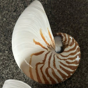 Concha de Nautilus con Cámaras, Concha Marina Natural Premium al por Mayor para Decoración del Hogar, Coleccionismo y Regalos - Product Image 1
