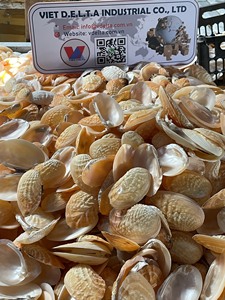 Conchas marinas naturales para manualidades – Suministro al por mayor desde Vietnam - Product Image 4