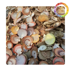 Coquilles décoratives de haute qualité en forme de coquille Saint-Jacques pour la décoration de vins, mariages et fêtes, fournitures pour bijoux et artisanat, vente en gros - Passe au micro-ondes, sans BPA, double paroi - Product Image 5