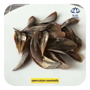 Coquille d'opercule de Murex ronde écologique, très demandée |   Opécule d'escargot de mer 100% naturel brut en vrac BLUE LOTUS FARM - Product Image 1