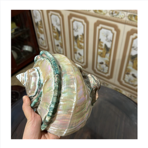 Coquille naturelle Turbo Marmoratus polie verte, coquillage brut fait main, décoration d'intérieur durable, modèle artisanal, cadeau de mariage - Product Image 1