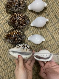แหวนรองผ้าเช็ดปากเปลือกหอย แหวนเปลือกหอยขัดเงา ของตกแต่งโต๊ะงานแต่งงาน - Product Image 4