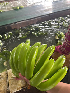 Plátanos Cavendish a la venta, certificado HACCP y Global GAP - Product Image 2