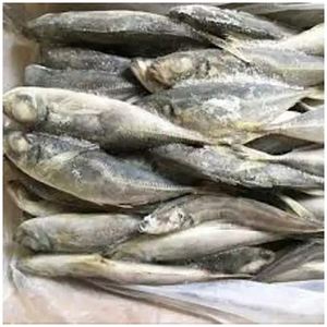 Atún Congelado Orgánico del Pacífico/Índico/Atlántico, Partes del Cuerpo de Pescado, Conservación en Agua, Precios Competitivos, Congelado a Granel - Product Image 2