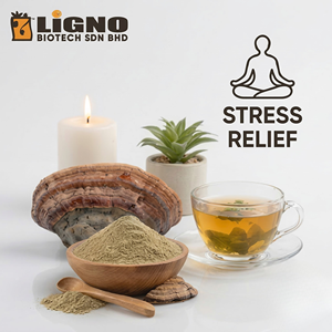 Poudre de champignon Phellinus Linteus LiGNO SH02 Ligno Biotech - Extrait à froid à spectre complet de qualité alimentaire pour le soulagement du stress - Product Image 1