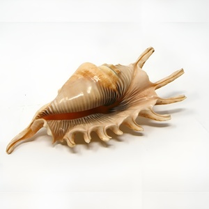 Décoration ambiance plage, coquillages, coquilles de mer, coquilles d'araignée, coquillages océaniques, coquillages de plage, prix bas, coquillages. - Product Image 1