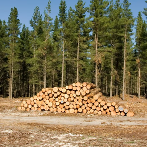Bois de construction écologique pour la menuiserie, la fabrication de meubles et les projets industriels, fournisseur en gros, vente en vrac - Product Image 3