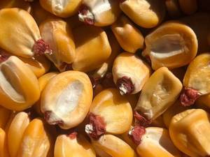 Maíz Amarillo para Alimentación de Ganado, Grado Alimenticio, Alto en Proteínas, No Glutinoso, Seco, Ingrediente para Alimentación Animal, Sin GMO, Proveedor a Granel - Product Image 6
