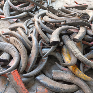 Piezas de Cuerno de Búfalo Natural Crudo, Material Ecológico para Artesanía, para Hacer Cuchillos, Joyería, Tallado, Manualidades, Suministro al por Mayor - Product Image 2