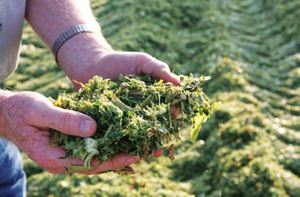 ¡Precio Competitivo! Alimento de Silo de Maíz Orgánico Fermentado de Alta Calidad - Ecológico - Sin Químicos - Tamaño Personalizado para Ganado Vacuno/Ovino/Caprino - Product Image 2