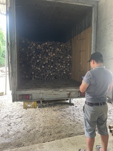 Pôles en bambou naturel pour le soutien des arbres fruitiers, la protection contre le vent et la gestion des cultures - Product Image 6