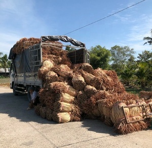 Jacinthe d'eau séchée pour paniers de sacs faits à la main/Jacinthe d'eau sèche naturelle pour l'industrie textile tissée Emballage en vrac - Product Image 1