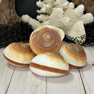 Coquillages pour décoration d'aquarium, coquillages marins pour travaux manuels, coquillages bruts et propres, coquillages naturels. - Product Image 2