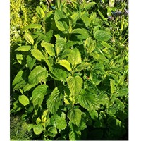 Feuilles de Mélisse Séchées de Qualité Supérieure pour la Relaxation, le Soulagement du Stress, le Soutien Digestif et le Bien-être du Sommeil – Disponible à la Vente