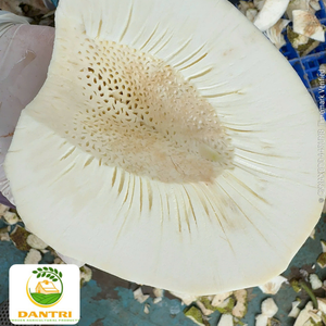 Pépites de fruit du pain congelées du Vietnam fiables, 500g, sac PE, pour une qualité constante de l'approvisionnement en cuisine, 99 Gold Data - Product Image 3