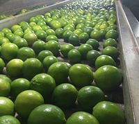 Premium VIOT Merk Citroen Vietnam Vers Groen Fruit Groothandel Hoge Kwaliteit Topklasse Zure Smaak 6cm Koelopslag 12 Maanden Houdbaarheid