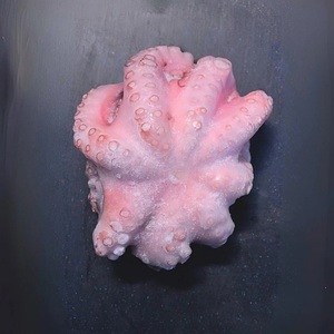 Mejor Pulpo Congelado de Primera Calidad al por Mayor, Venta a Granel, Listo para Enviar, Grado Alimenticio, Suministro para Exportación, Mariscos Congelados - Product Image 2