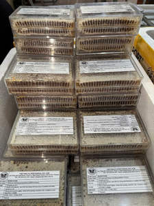 Panal de Miel Cruda Orgánica de Origen Vietnamita, Miel Dulce de Alta Calidad Directamente de Nuestras Colmenas - Product Image 3