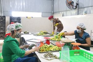 IQF Frozen Avocado Vietnams La opción más fresca y asequible Mejor precio 99 GOLD DATA Export - Product Image 2