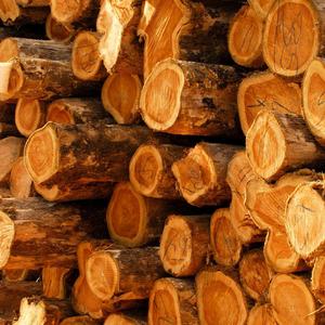 High Quality Timber Sawn Teak Acacia Oak Wood Logs Spruce <b>Pine</b> Eucalyptus C&T FARM LLC USA 2-Year <b>Shelf</b> Life Building Use - Product Image 6