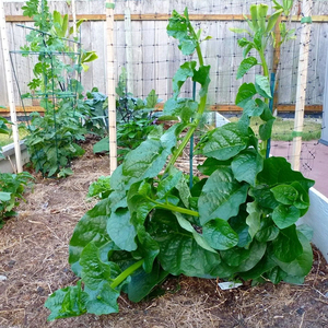 Graines d'épinards de haute qualité pour système d'agriculture moderne avec durée de conservation stable, compatibilité avec le semis mécanique, haute performance - Product Image 1