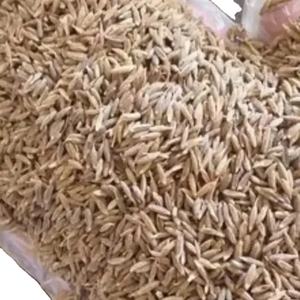 Semillas de Comino Orgánico Premium, Especia de Alta Calidad para Mercados Globales - Product Image 4