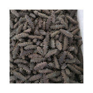 Pepino de Mar Congelado al por Mayor de Calidad Premium, Grado Alimenticio para Exportación, Disponible en Stock, Suministro de la Mejor Calidad - Product Image 6