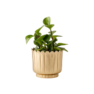 Macetero de Metal con Acabado Dorado, Elegante y Decorativo, para Hogar, Jardín, Patio, Balcón, Maceteros Redondos para Plantas - Product Image 4