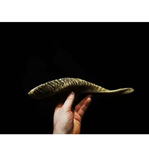 Shofar en corne de bélier long et en spirale, style yéménite classique, tonalité naturelle pure, instrument à vent acoustique, pour festivals religieux, fournisseur en gros - Product Image 4