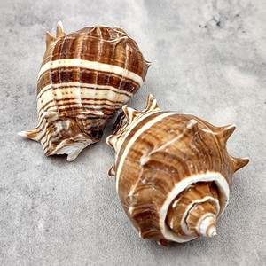 Productos de decoración para acuarios, conchas marinas naturales de Vietnam, conchas limpias al por mayor, conchas de playa a precio económico - Product Image 4