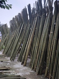 Pôles en bambou durables pour la culture en serre, l'entraînement des plantes et l'agriculture commerciale - Product Image 6