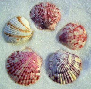 เปลือกหอยเชลล์ขายส่งสำหรับงานแต่งงานและตกแต่งชายหาด - Product Image 2