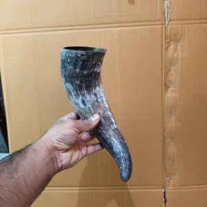 Cuerno Vikingo Natural de Alta Calidad sin pulir al mejor precio - Product Image 5