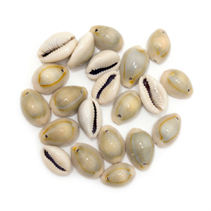 Coquillages de cauris jaunes naturels sculptés et étanches pour la fabrication de bijoux, la décoration de plage, les cadeaux et les designs côtiers - Product Image 1