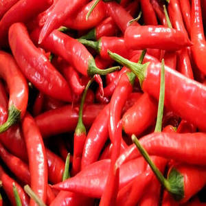 Chiles Rojos Indios Enteros de Nueva Temporada, Seleccionados por su Calidad, para Empresas de Procesamiento de Alimentos que Requieren Ingredientes de Especias Consistentes - Product Image 4