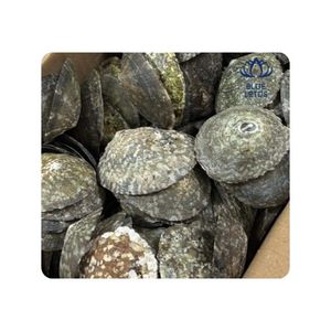 LISTO PARA ENVIAR Concha de Limpet para Arte en Resina y Proyectos Decorativos, Superficie Lisa, Calidad Duradera, Realza Diseños Costeros - Product Image 1